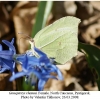 gonopteryx rhamni female1